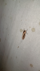 Creatonotos gangis-interrupta agg