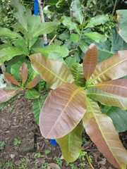 Anacardium occidentale