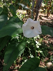 Ipomoea scopulorum