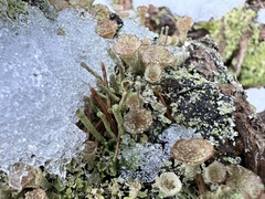 Cladonia chlorophaea