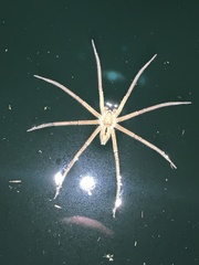 Nilus