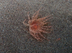 Anthozoa