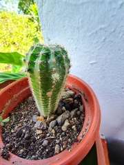 Trichocereeae