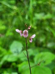 Desmodium ciliare