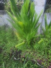 Curcuma