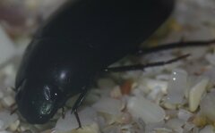 Hydrobiomorpha casta