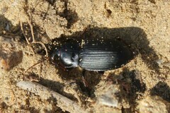 Harpalus dimidiatus