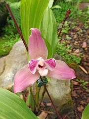 Lycaste virginalis