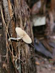 Bolbitius reticulatus