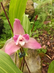 Lycaste virginalis