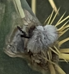 Pompiloidea