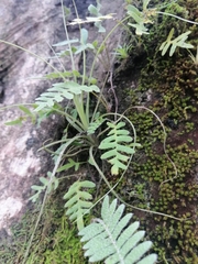 Pleopeltis polypodioides