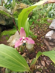Lycaste virginalis