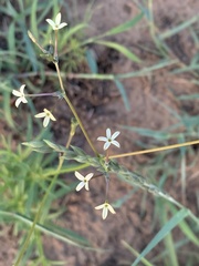 Kohautia amatymbica