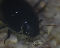 Hydrobiomorpha casta