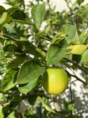Citrus × aurantiifolia