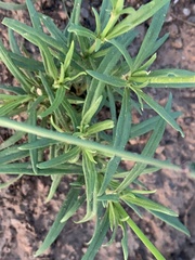 Kohautia amatymbica