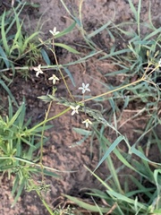 Kohautia amatymbica