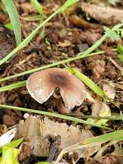 Lentinus substrictus