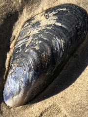 Mytilus californianus