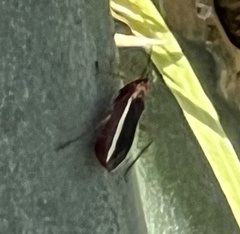 Hesperolabops gelastops