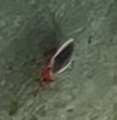 Hesperolabops gelastops