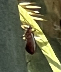 Hesperolabops gelastops