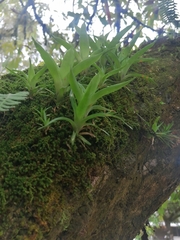 Tillandsioideae