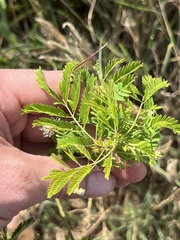 Desmanthus pernambucanus
