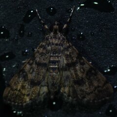 Nacoleia charesalis
