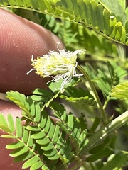 Desmanthus pernambucanus