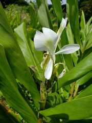 Hedychium