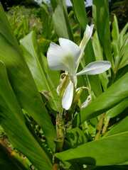 Hedychium coronarium image