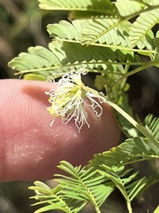 Desmanthus pernambucanus