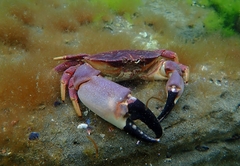 Danielethus crenulatus