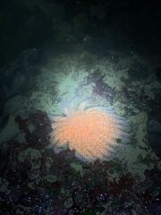 Pycnopodia helianthoides