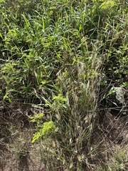 Desmanthus pernambucanus