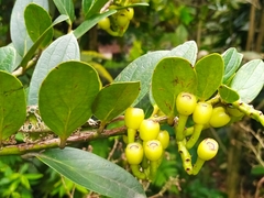 Ericaceae