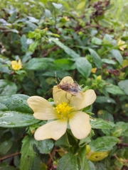 Coreoidea