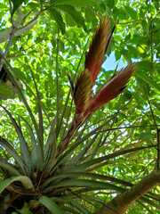 Tillandsia