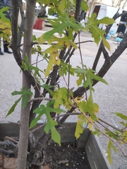 Liquidambar orientalis