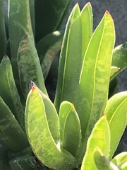 Carpobrotus chilensis