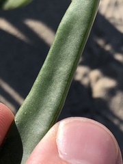 Carpobrotus chilensis