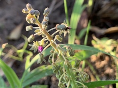 Ledebouria