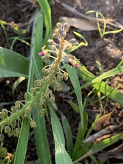 Ledebouria