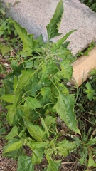 Chenopodiastrum murale