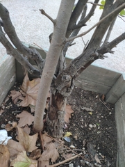 Liquidambar orientalis