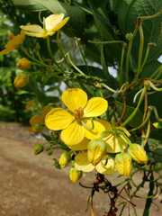 Cassia leptophylla