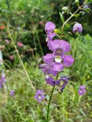 Angelonia