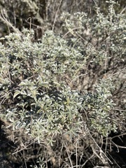 Lupinus albifrons